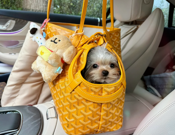 Dogyard Tote Pet Carrier