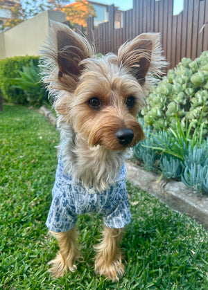 DOGIOR BLUE BOTTON SHIRT