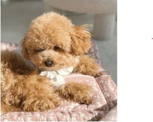 PINK DOGGIOR DOG PET BED