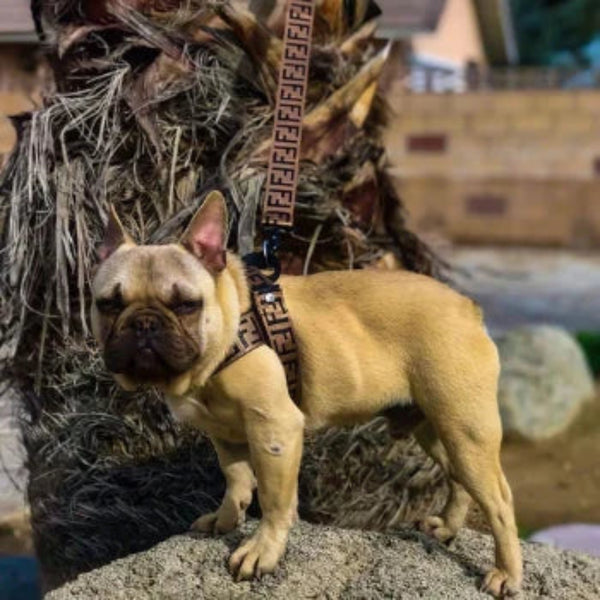 FURDI HARNESS AND LEAD