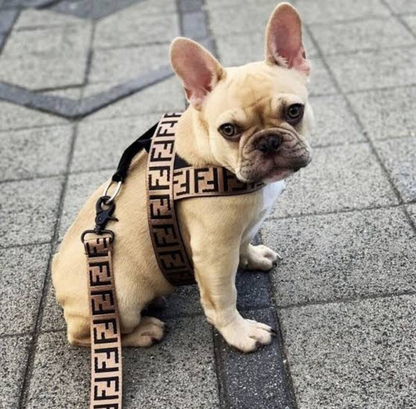 FURDI HARNESS AND LEAD