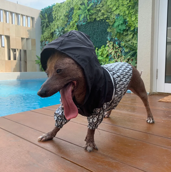 DOGGIOR RAINCOAT