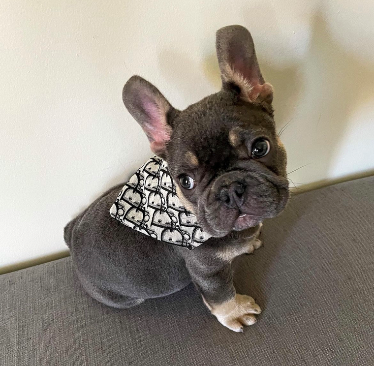 DOGIOR BANDANA AND COLLAR