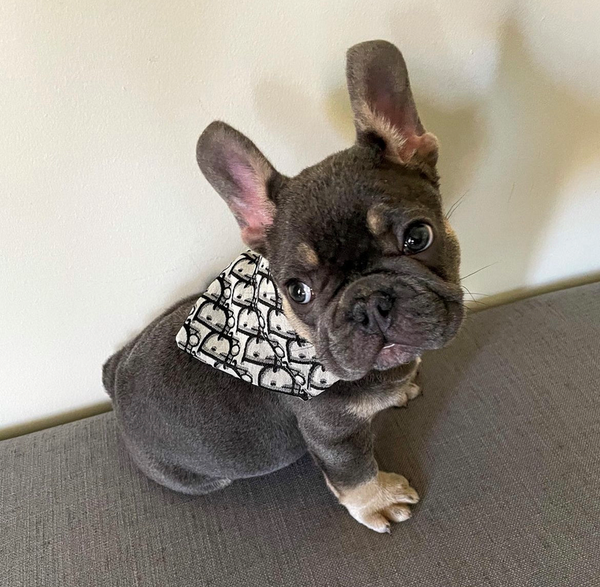 DOGIOR BANDANA AND COLLAR